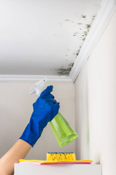 Best Mold Removal Specialists  in USA